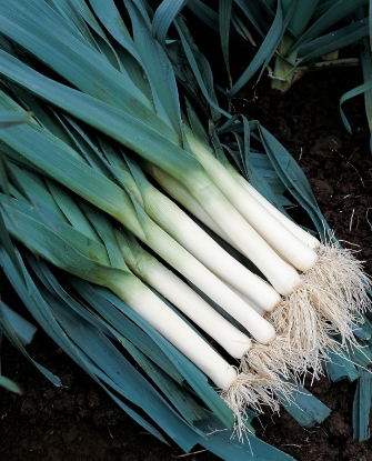 Picture of Leek Tadorna